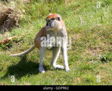 Patas africaine ou de Hussard (Erythrocebus patas) singe Banque D'Images