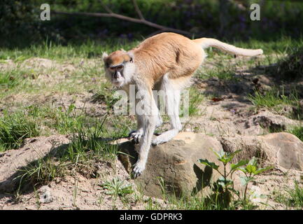 L'Afrique de l'alerte ou singe Patas Hussar (Erythrocebus patas) Banque D'Images