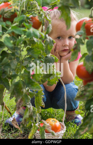 Adorable petite fille la collecte des tomates de culture en jardin Banque D'Images