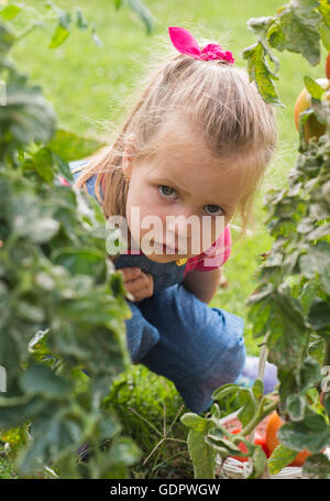 Adorable petite fille la collecte des tomates de culture en jardin Banque D'Images