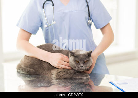 Close up of vet avec stéthoscope et cat à la clinique Banque D'Images