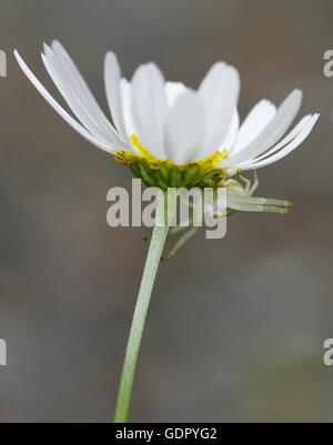 Crabspider Misumena vatia attendent sa proie sous une fleur en Finlande Banque D'Images