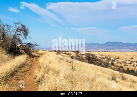 Le sentier passant par l'Arizona désert élevé dans les prairies des montagnes de Santa Rita. Coronado National Forest, Arizona Banque D'Images