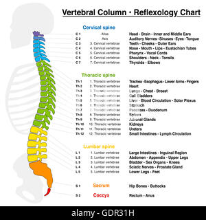 Colonne vertébrale de la réflexologie graphique avec une description précise des organes internes et les parties du corps. Banque D'Images