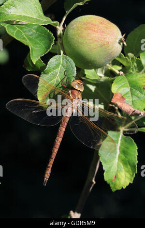 Brown (Hawker Aeshna grandis) Banque D'Images