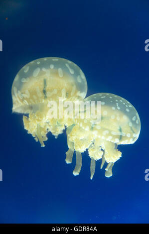 Méduses dans l'aquarium dans ton bleu. Format vertical Banque D'Images