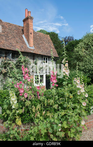 Roses trémières dans un Chalet jardin, Hambleden, Buckinghamshire, Angleterre Banque D'Images