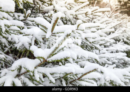 Branches couvertes de neige de l'épinette, photo gros plan avec selective focus Banque D'Images