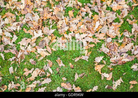 Feuilles de chêne d'automne tombée jeter sur l'herbe verte, la texture naturelle de fond photo Banque D'Images