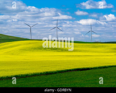 Trois moulins à vent dominant de blé et des champs de colza dans la région de Palouse. Banque D'Images