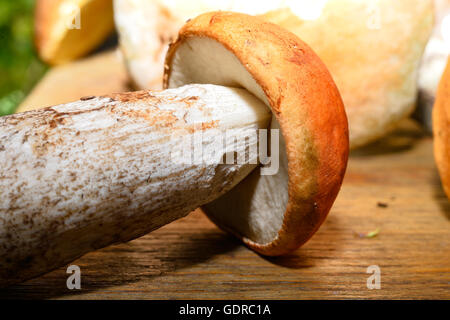 Champignons sauvages sur la table Banque D'Images