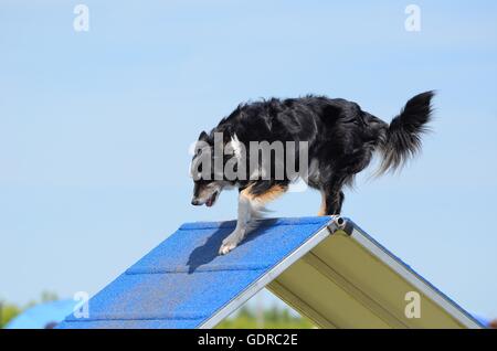 Mixed-Breed chien escalade d'un portique à l'Agilité de chien Banque D'Images