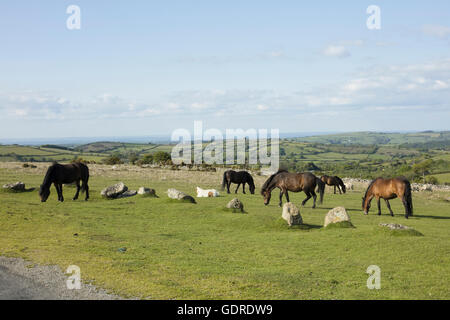 Le pâturage des poneys Dartmoor Banque D'Images