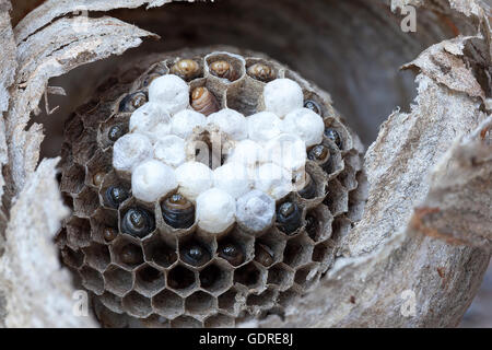 À l'intérieur d'un nid de guêpe veste jaune avec des larves et des œufs dans les cellules d'hive macro closeup Banque D'Images