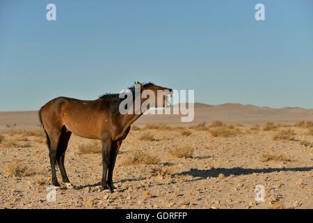 Hennissement de cheval du désert namibien, ou de chevaux sauvages du désert du Namib le cheval (Equus ferus) près de Garub waterhole, près de l'Aus, Région Karas Banque D'Images