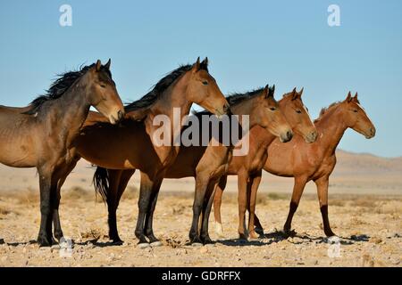 Les Chevaux du désert de Namib, chevaux sauvages ou du Namib (Equus ferus) près de Garub waterhole, près de l'Aus, Région Karas, Namibie Banque D'Images