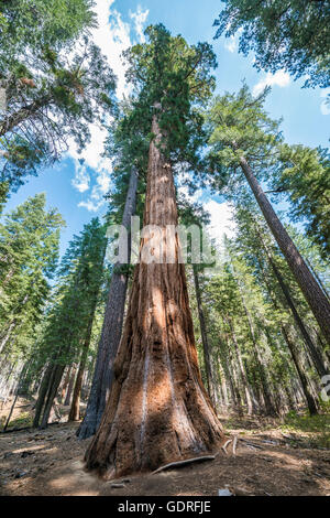 Le séquoia géant (Sequoiadendron giganteum), Tuolumne Grove, Yosemite National Park, Californie Banque D'Images