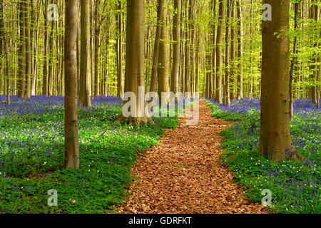 Chemin à travers la forêt, le hêtre (Fagus sylvatica), jacinthes des bois (Hyacinthoides) et des anémones (Anemone nemorosa), Hallerbos Banque D'Images