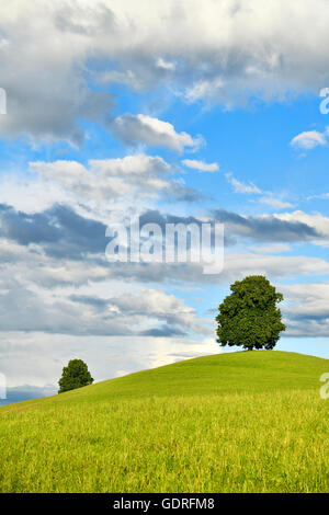 Tilleul (Tilia) sur la colline, ciel nuageux, Hirzel, Canton de Zurich, Suisse