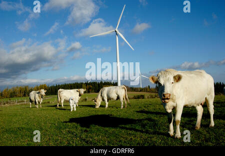 En face de bovins de l'éoliennes Ally Mercoeur windfarm, Département de la Haute-Loire, France, Europe Banque D'Images