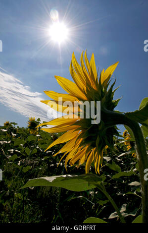 Tournesol (Helianthus annuus) Banque D'Images