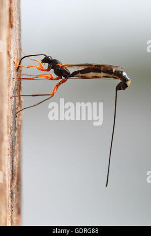 Bois-wasp (Rhyssa persuasoria), la ponte dans le coffre d'un parc naturel, l'aulne Peenetal, Mecklembourg-Poméranie-Occidentale Banque D'Images