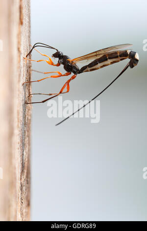 Bois-wasp (Rhyssa persuasoria), la ponte dans le coffre d'un parc naturel, l'aulne Peenetal, Mecklembourg-Poméranie-Occidentale Banque D'Images