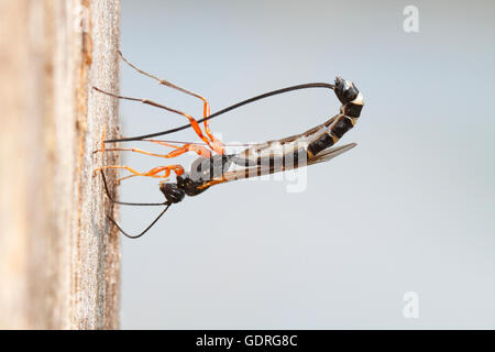 Bois-wasp (Rhyssa persuasoria), la ponte dans le coffre d'un parc naturel, l'aulne Peenetal, Mecklembourg-Poméranie-Occidentale Banque D'Images