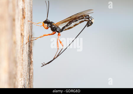 Bois-wasp (Rhyssa persuasoria), la ponte dans le coffre d'un parc naturel, l'aulne Peenetal, Mecklembourg-Poméranie-Occidentale Banque D'Images