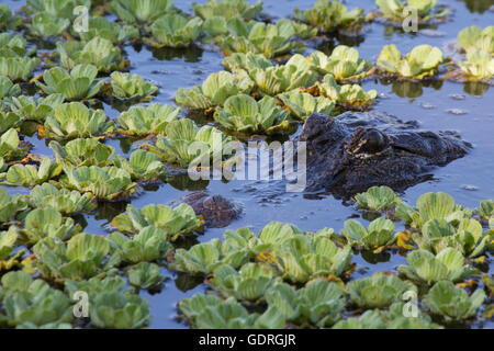 Alligator américain (Alligator mississippiensis) submergé dans des plantes de laitue d'eau et d'étang Banque D'Images