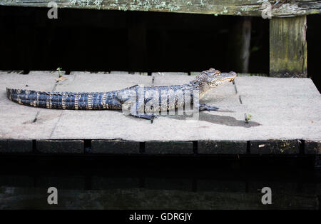 Alligator américain (Alligator mississippiensis) se prélassant sur le quai de la cabane sur le bord de mer du lac Miller, en Louisiane Banque D'Images