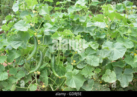 Concombre avec légumes et fleurs Banque D'Images