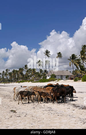 Géographie / voyages, Tanzanie, Zanzibar, côte est, La Glacerie, troupeau de vaches sur la plage, , Additional-Rights Clearance-Info-Not-Available- Banque D'Images