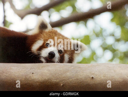 PANDA ROUGE Banque D'Images