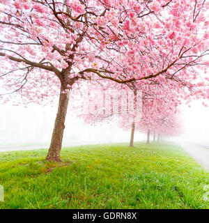 Fleurs de Sakura au début matin brumeux Banque D'Images