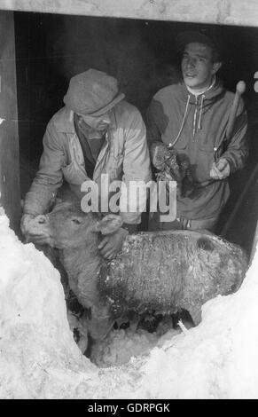 Après une avalanche, les sauveteurs creusent leur chemin à travers la neige à un bâtiment, 1957 Banque D'Images