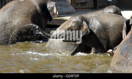 Hanovre, Allemagne. 20 juillet, 2016. Elephant calf Yumi joue dans le bassin d'eau dans leur enclos en plein air au zoo de Hanovre, Allemagne, 20 juillet 2016. Photo : HOLGER HOLLEMANN/dpa/Alamy Live News Banque D'Images