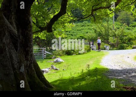 Comté de Cowny, au nord du Pays de Galles, Royaume-Uni 20 Juillet 2016. UK - l'air chaud reste plus de régions du Royaume-Uni avec des températures moyennes de 23C à Llyn Crafnant situé à côté de la forêt Gwydir et avec le Comté de Conwy. Un syndicat jouit de la tranquillité de la région à ses chiens autour du lac path Banque D'Images