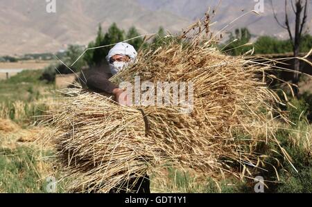 Kaboul, Afghanistan. 21 juillet, 2016. Un agriculteur afghan récoltes de blé sur sa terre agricole à la périphérie de Kaboul, capitale de l'Afghanistan, le 21 juillet 2016. Le secteur agricole, pilier de l'économie nationale dans les pays sans littoral, a été affectée en raison de la sécheresse ainsi que des combats et l'instabilité persistante dans les zones rurales au cours des deux dernières années. © Rahmat Alizadah/Xinhua/Alamy Live News Banque D'Images