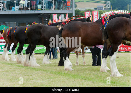 Llanelwedd, Powys, au Royaume-Uni. 21 juillet 2016. Chevaux Shire sont vus au cours de la parade finale le dernier jour de la Royal Welsh Show agricole 2016. Le Royal Welsh Show est salué comme le plus grand et le plus prestigieux événement du genre en Europe. Plus de 240 000 visiteurs sont attendus cette semaine au cours de la période de quatre jours. Credit : Graham M. Lawrence/Alamy Live News. Banque D'Images