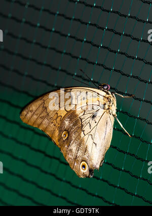 La photo en gros plan de big brown butterfly se tiennent sur une grille. Banque D'Images