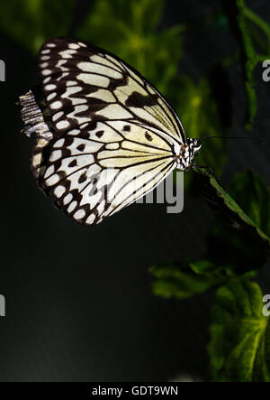 La photo en gros de gros papillon brun à pois blancs sur fond jaune avec des ailes noires se tiennent sur une grille. Banque D'Images