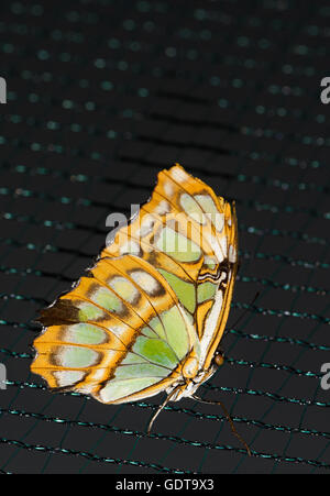 La photo en gros plan de big brown papillon avec points verts sur ailes jaunes se tiennent sur une grille. Banque D'Images
