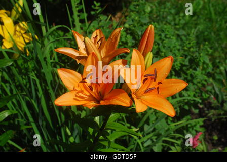 Daylily, hemérocallis fulva, daylily orange Banque D'Images