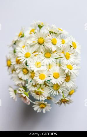 Bouquet de marguerites commune Vue de dessus Banque D'Images