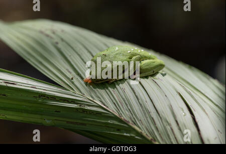 Red-Eyed Tree Frog avec sa voir-à travers des paupières partiellement ouverts au Costa Rica forêt tropicale. Banque D'Images