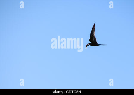 Silhouette de la sterne pierregarin en vol avec un poisson contre ciel bleu clair Banque D'Images