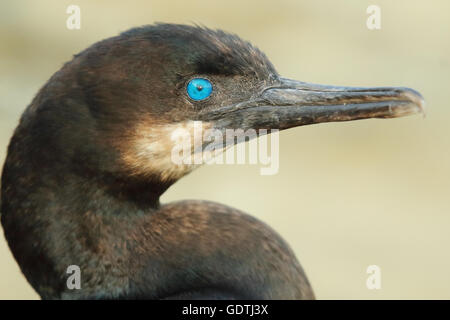 L'œil bleu d'un Brandt's Cormorant. Banque D'Images