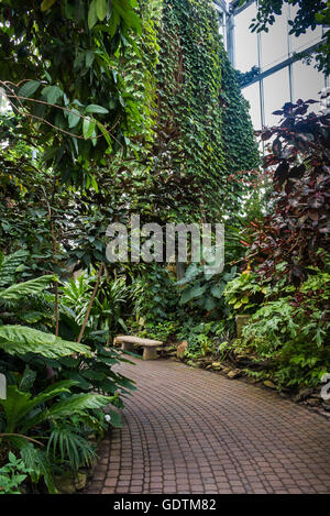 Serre dans la végétation tropicale. Divers arbres, palmiers, plantes. Meijer Gardens, Grand Rapids, Michigan, United States of Amer Banque D'Images