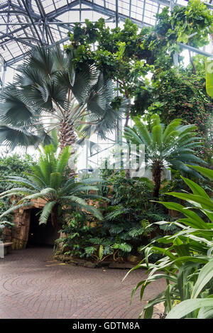 Serre dans la végétation tropicale. Divers arbres, palmiers, plantes. Meijer Gardens, Grand Rapids, Michigan, United States of Amer Banque D'Images